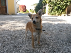 Pancina