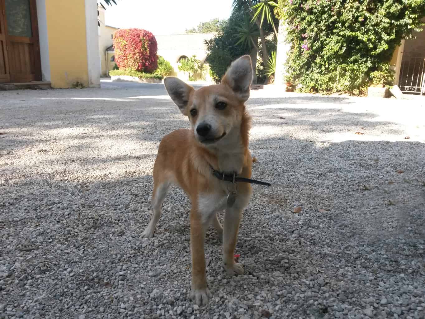 Benvenuta Pancina !